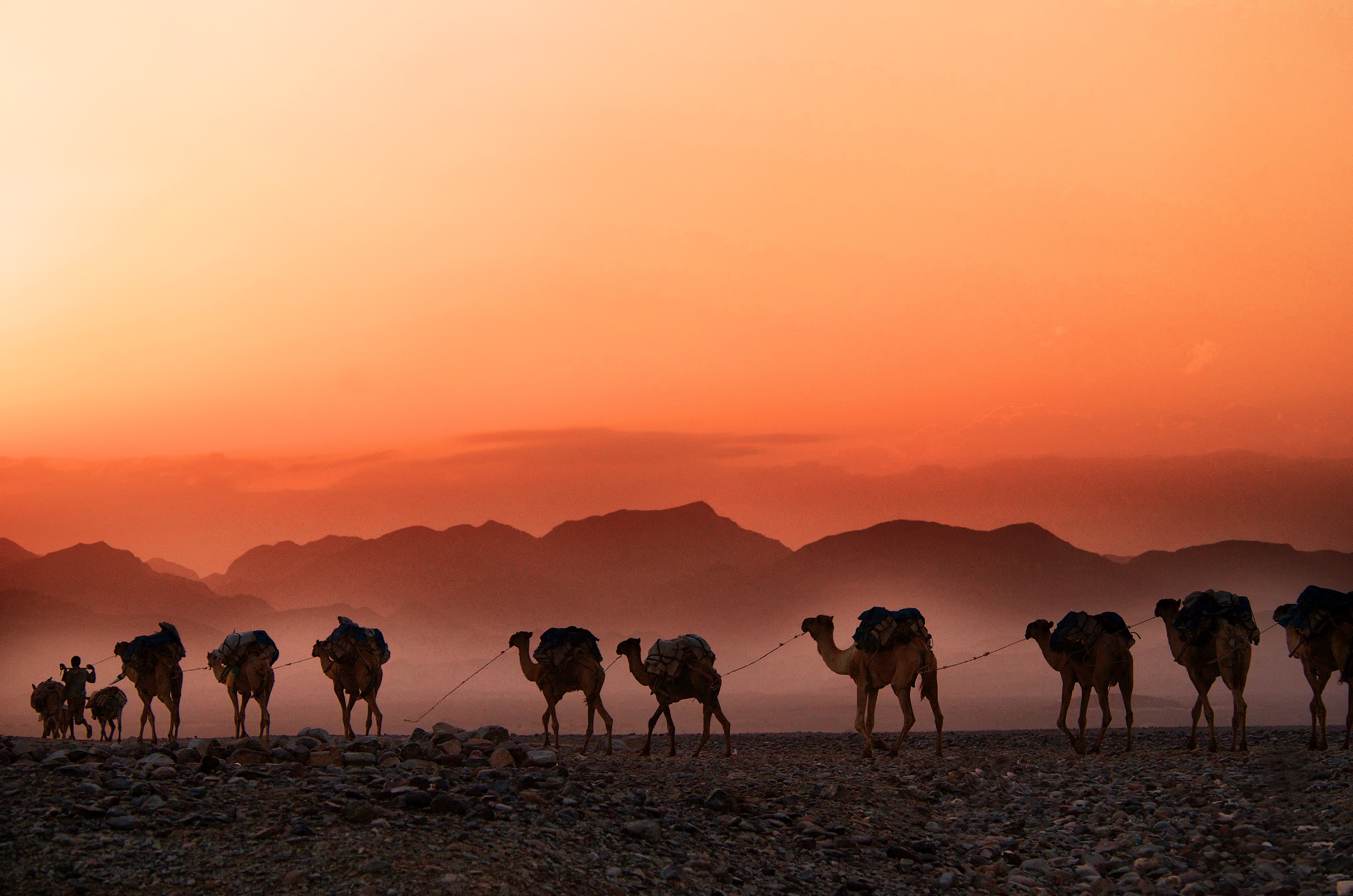 camels sunset - Cultural Awareness » Cultural Awareness